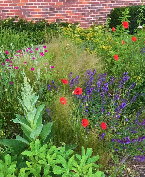 Early summer herbaceous border, Ipswich